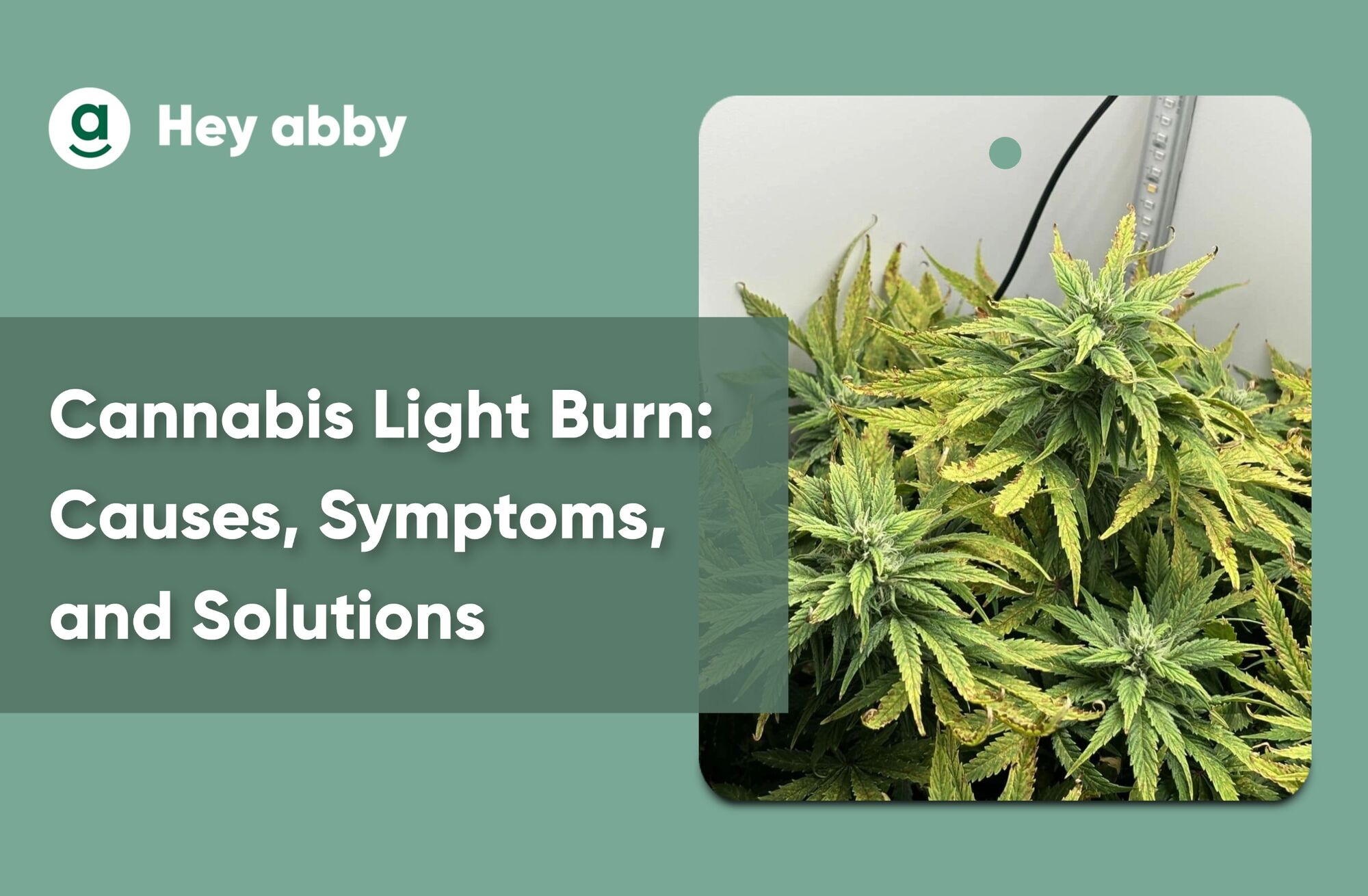 cannabis light burn