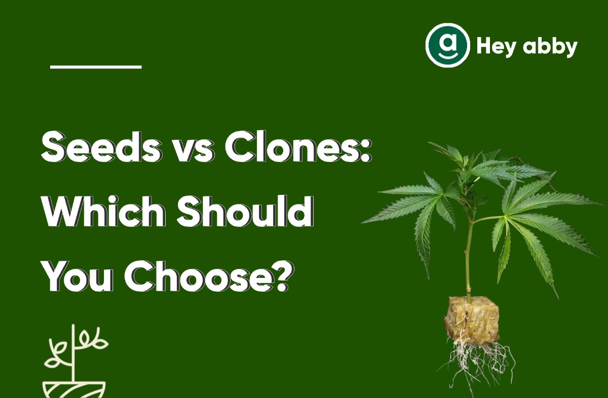 how to clone cannabis